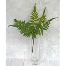 Leather Fern Small Bush CLEARANCE