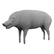 BRJG507 Boar Lifesize Straight Standing