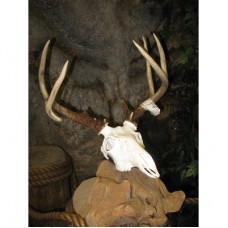A Euro Mount Done in Five Hours with Michael "P" Schlabach