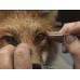Jean Roll-mounting & Finshing A Lifesize Red Fox