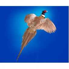 Mounting Birds-flying pheasant with Tony Finazzo