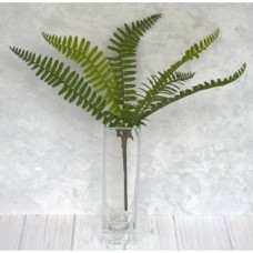 Fishbone Fern Small Bush 30cm