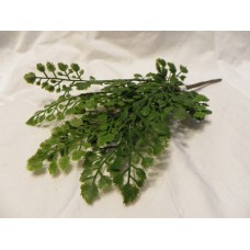 F-2510 Maidenhair fern CLEARANCE