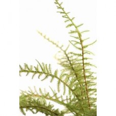 Very Fine Leaf Fern CLEARANCE