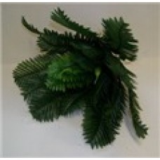 Large Boston Fern  CLEARANCE