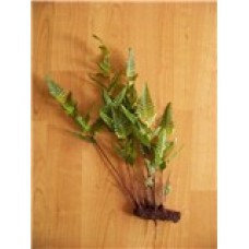 Bracken With Roots 50cm Tall  CLEARANCE
