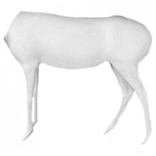 FDKS456 Fallow Deer Lifesize Fallow Standing No Head