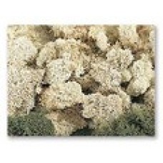 Natural Reindeer Moss CLEARANCE